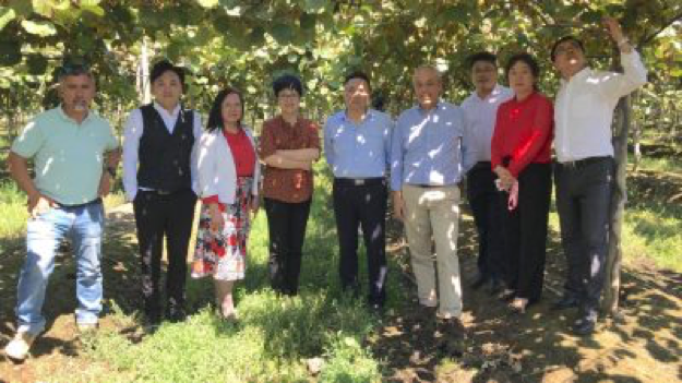 Equipo de profesionales la Academia de Ciencias de Jiangxi de China, recorriendo huertos de kiwi junto a Presidente del Comité del Kiwi de Chile